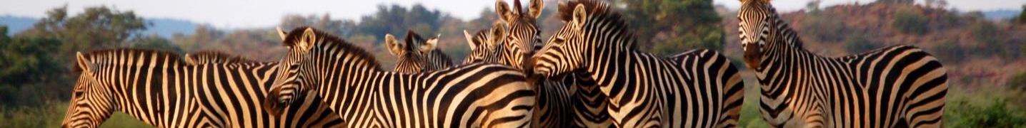 All Marvelous Mobile Safari Tours