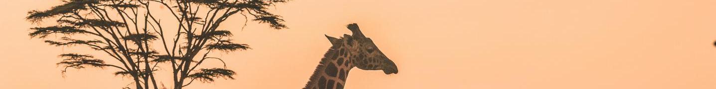 All Bayango Tours and Safaris