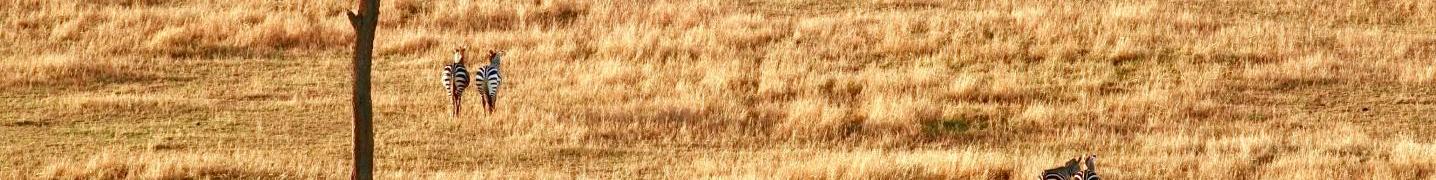 All East Africa Safari Bookers Tours