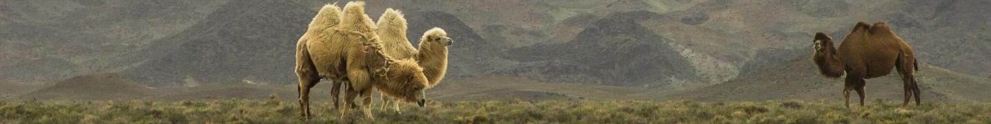 All Kazakhstan Ecotour Tours