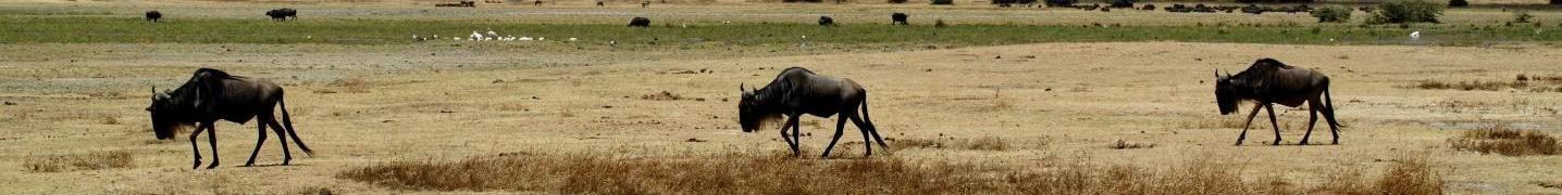 All Leeu Tours & Safaris