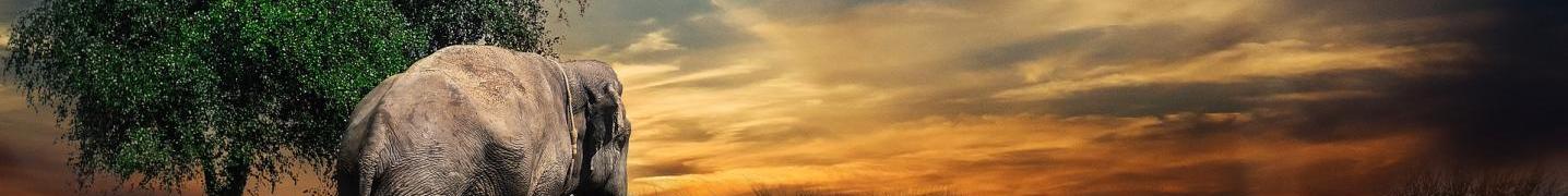 All All Weather Adventures Tours
