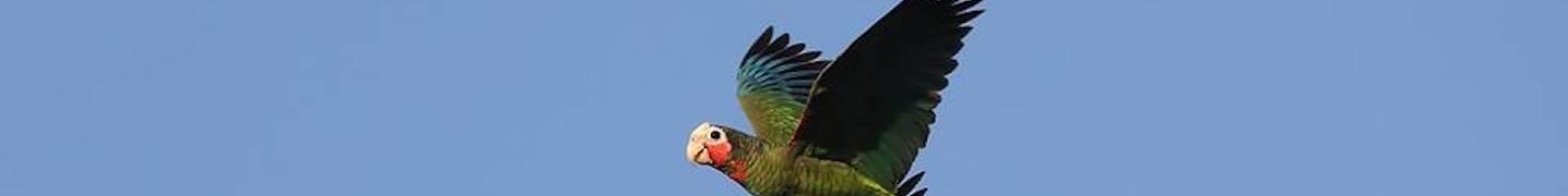 Kirkconnell Birds Conservancy Deals and Discounts 2019/2020