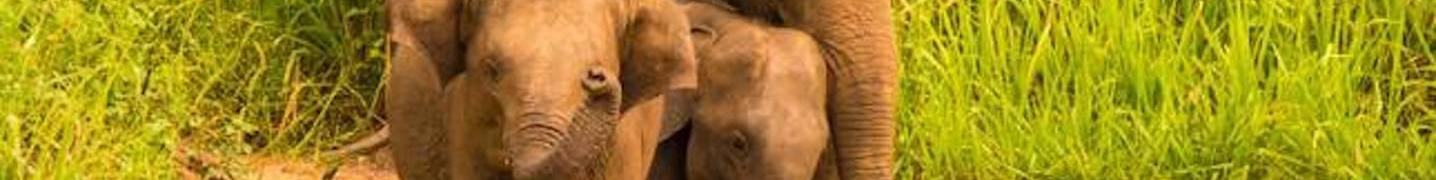 Look Lanka Tours Deals and Discounts 2019/2020