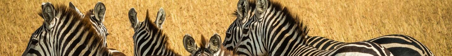 All Elida Tours & Safaris Ltd.,