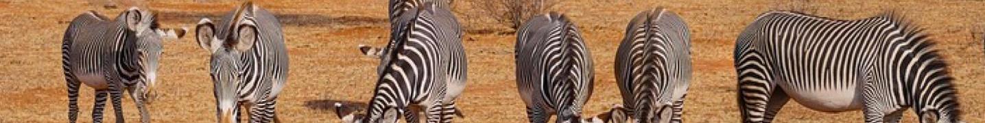 Pilanesberg National Park Tours