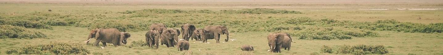 Amboseli National Park Tours