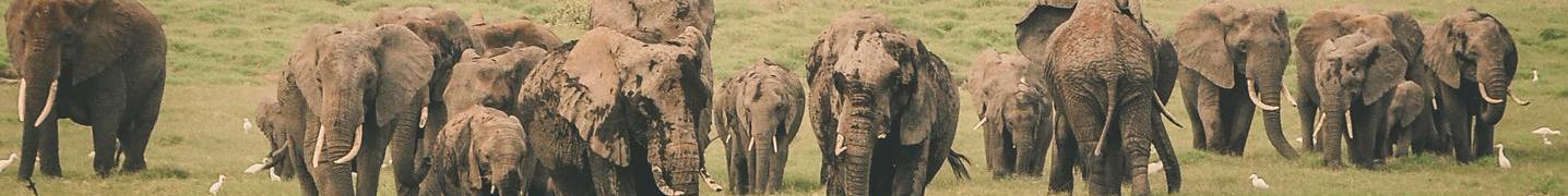 Tour Operators & Travel Companies in Amboseli National Park