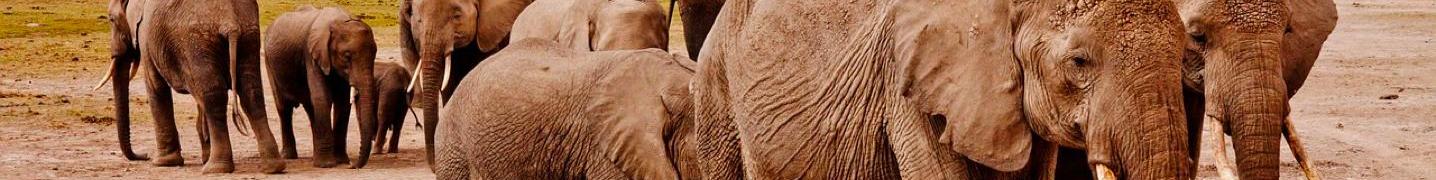 Hwange National Park Tours & Trips 2019/2020