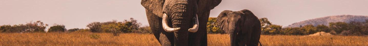 All Enrico's Safaris Tours