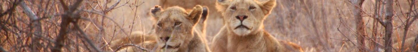 Tour Operators & Travel Companies in Masai Mara
