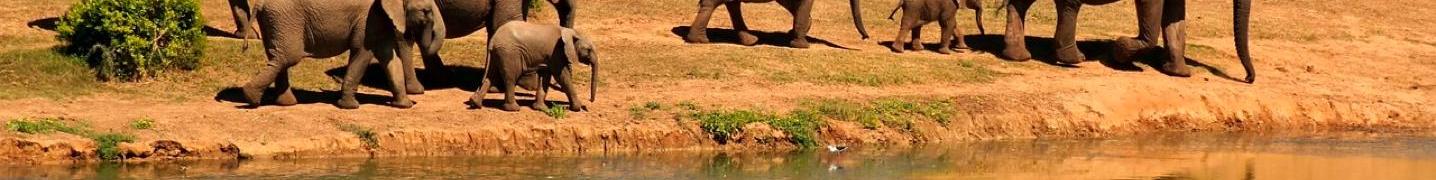 Chobe National Park Tours and Trips 2019
