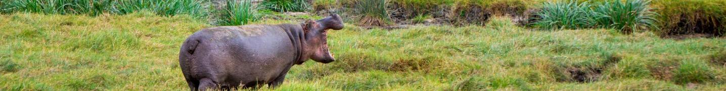 All Expect In Africa Safari Tours