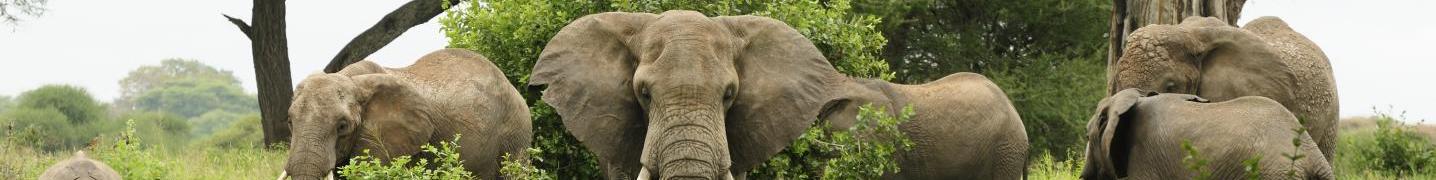 All Primate World Safaris (U) Ltd Tours