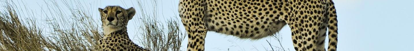 All Katikati Tours and Safaris