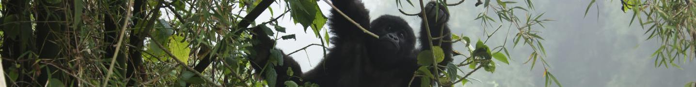 All Kawira Safaris Ltd Tours