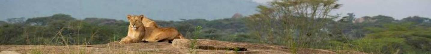 All Gilmag Safaris Tours