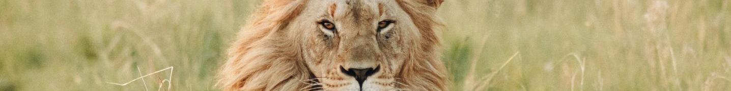 All Jeep Safaris and Tours