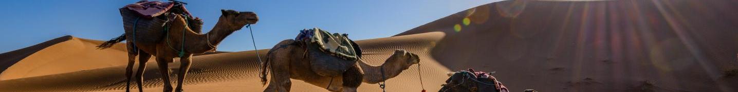 All Marrakech Tours