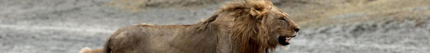 All Southern Tours and Safaris