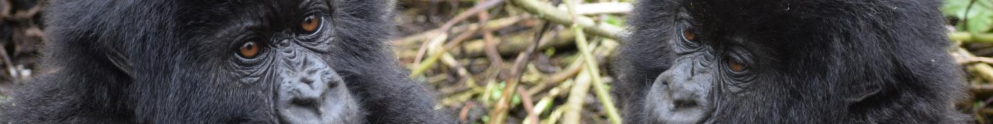 All Friendly Gorillas Safaris Tours