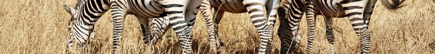 All Orongai Africa Safari Tours