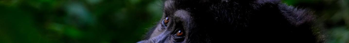 All Ubuntu Voyages Tours