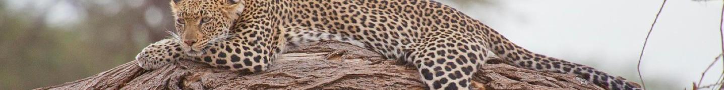 Moremi Game Reserve Tours & Trips 2019/2020