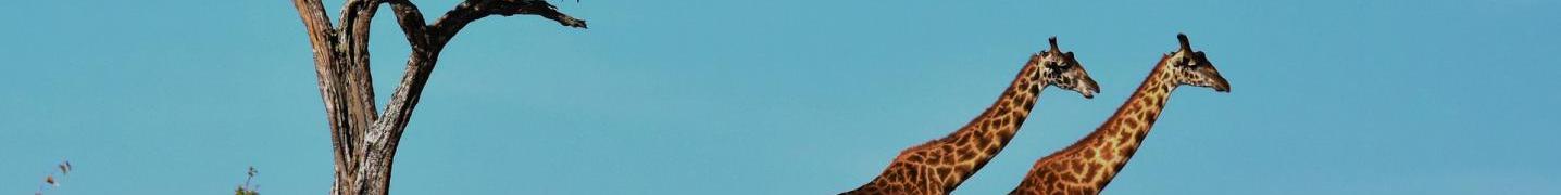 All Bestday Safaris Tours