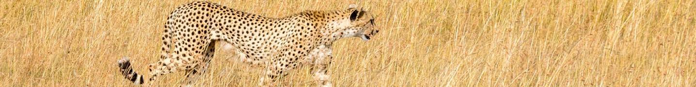 All Nitabaki Africa Tours