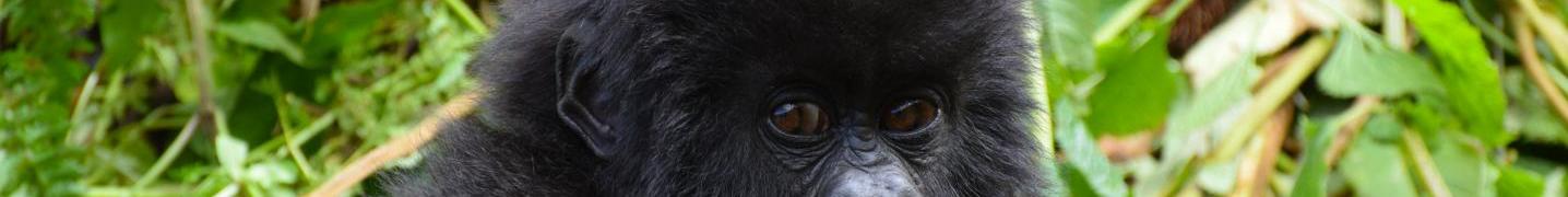 All Karumuna Safaris Tours