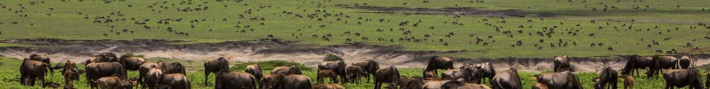 Great Migration Safaris
