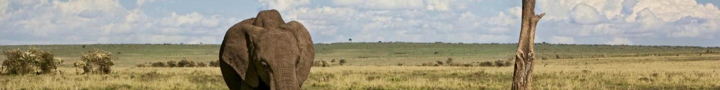Big Five Safaris in Tanzania