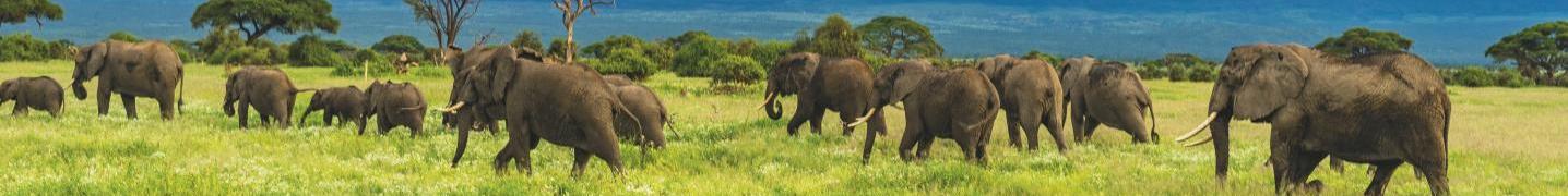 All African Wildlife Borders Tours