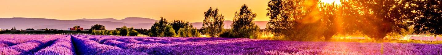 All So Provence So Alps ! Tours