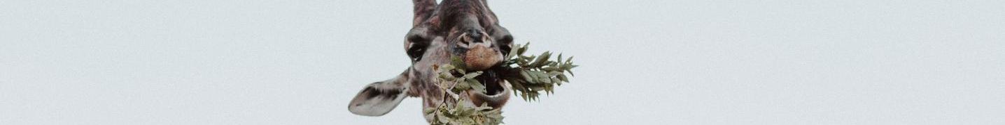 All Royal Paw Safaris Tours