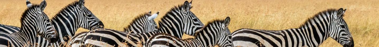 All Perfect Wilderness Tours And Safaris