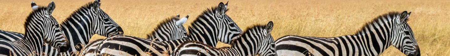 All Enchanted Uganda Safaris Ltd Tours