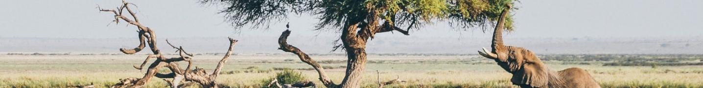 All Majestic African Safaris Tours