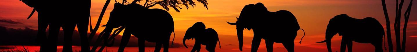 All Viewpoint Adventures Safaris Ltd Tours