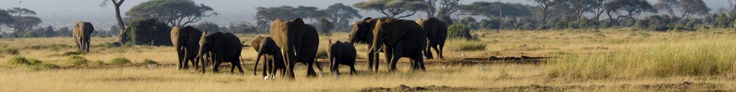 All Arlom Kenya Safaris Tours