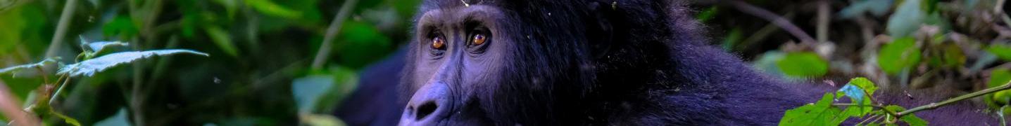 All Responsible Gorilla Trips Tours
