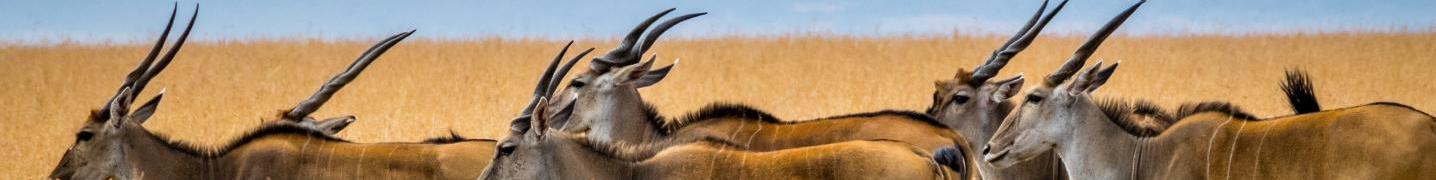 All Perch Africa Safaris Tours
