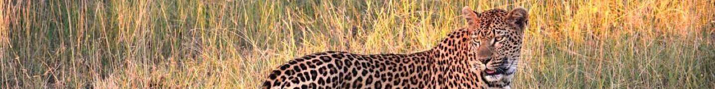 Yala National Park Tours and Trips 2019/2020