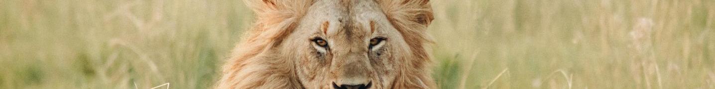 All Amko safaris Tours