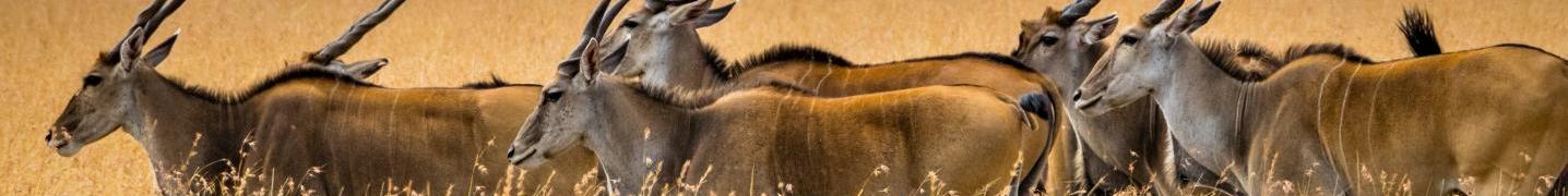 All Balletto African Adventures Tours