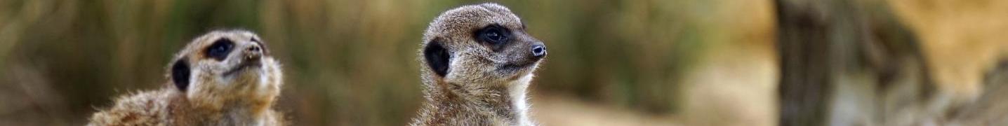 All Urbema Safaris Tours