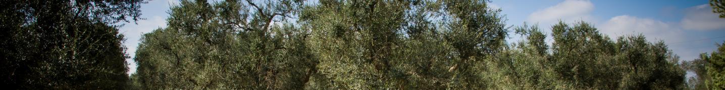 All Salento Bici Tour Tours