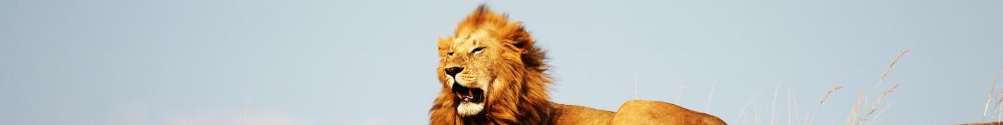 All Borderless Tours and Safaris Ltd