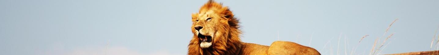 All Kili Slope Tours And Safaris